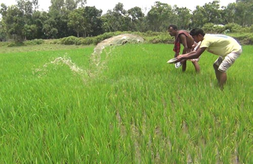 বৃষ্টিপাত না হওয়ায় রোপা আমনের চাষাবাদ ব্যাহত