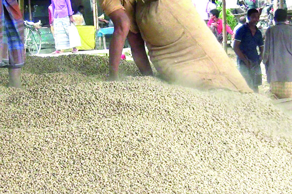 পঞ্চগড়ে বাদামের বাম্পার ফলন