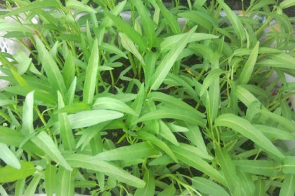 পুষ্টিগুণে সমৃদ্ধ কয়েটি সহজলভ্য শাক