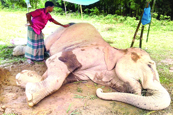 বাঁচানো গেলো না রাজলক্ষ্মীকে