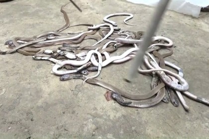 শোবার ঘর থেকে বেরিয়ে এলো ১৮টি গোখরা 
