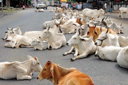 ভারতে নিউমোনিয়া ও অনাহারে ৪৬ গরুর মৃত্যু 