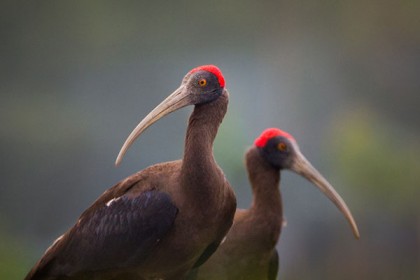 বিরল পাখি 'কালো দোচরার' দেখা মিলছে পঞ্চগড়ে