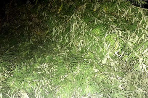 ঝিনাইদহে ১৭০ গাঁজা গাছসহ আটক ১