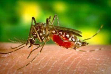 যে ৫টি কারণে মশা আপনাকে বেশি বেশি কামড়ায়!