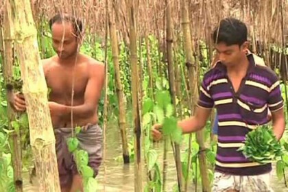 জলাবদ্ধতায় কৃষক পরিবারে হাহাকার
