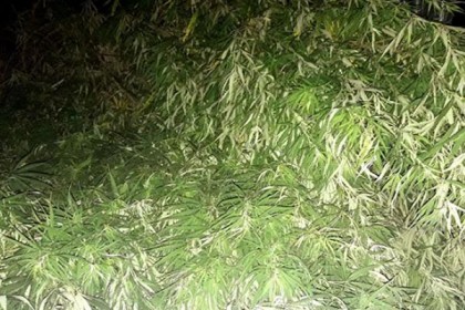 ঝিনাইদহে ১৭০ গাঁজা গাছসহ আটক ১