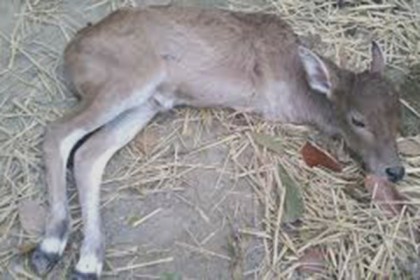 রৌমারীতে দু'পা বিশিষ্ট বাছুরের জন্ম