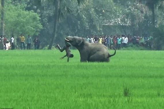 
ভারতে প্রতিদিনই মানুষের প্রাণ যায় বন্যপ্রাণীর আক্রমণে
