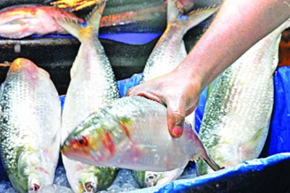 বাংলাদেশের ইলিশ দিয়ে কলকাতায় ইলিশ উৎসব
