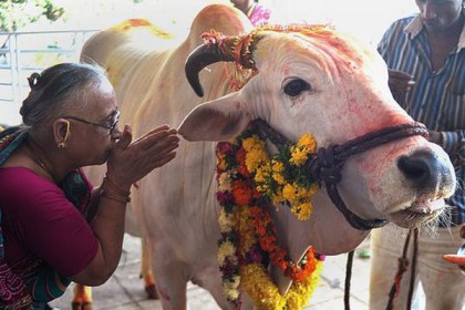 এবার ভারতে গঠন করা হচ্ছে গো-রক্ষা মন্ত্রণালয়