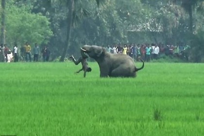 
ভারতে প্রতিদিনই মানুষের প্রাণ যায় বন্যপ্রাণীর আক্রমণে
