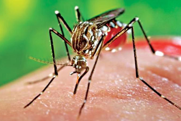 চিকুনগুনিয়া প্রতিরোধে ‘তারুণ্যের জয়যাত্রা’র সচেতনতা কার্যক্রম  