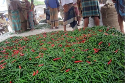 বগুড়ায় কাঁচা মরিচের কেজি ১৩০ টাকা!