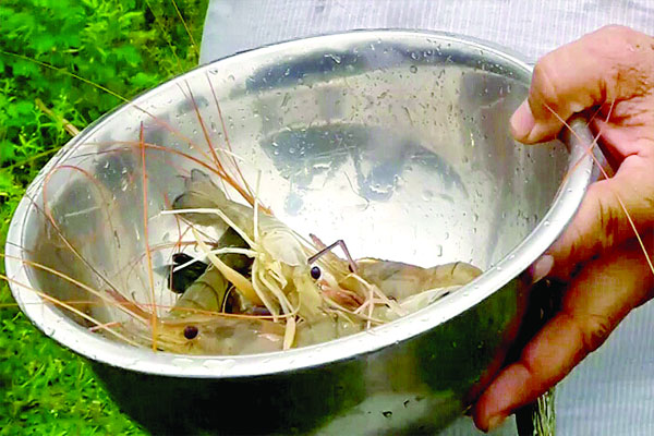 মিষ্টি পানিতে গলদা চিংড়ি চাষ