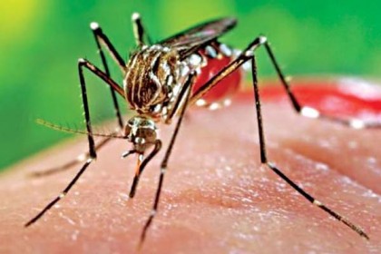 মশা নিধনে ড্রেনে ছাড়া হচ্ছে ১৫ লাখ পোনা