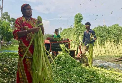 'আঁশকল ফেরাবে পাটের সোনালী দিন'