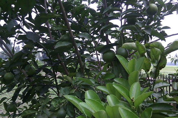 কমলার পর দিনাজপুরে এবার মাল্টা চাষে সাফল্য