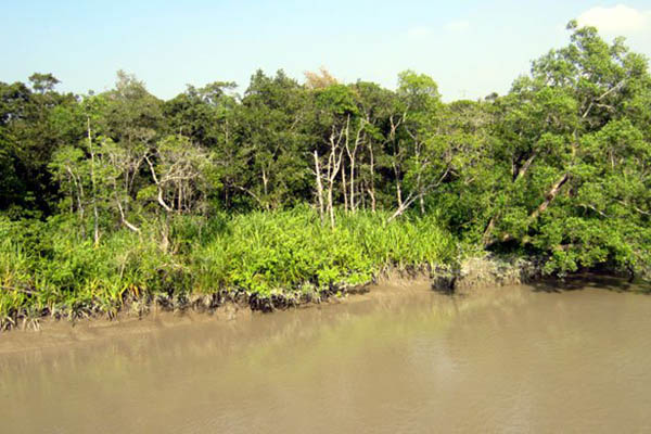 সুন্দরবনে সুন্দরী গাছ বোঝাই ট্রলার আটক