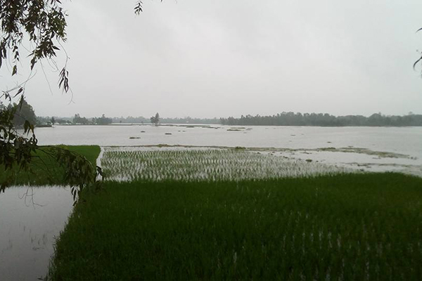 টানা বর্ষণে দিনাজপুরের নিম্নাঞ্চল প্লাবিত, দুর্ভোগে শ্রমজীবী মানুষ