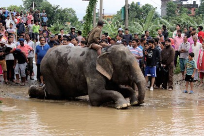 নেপালে বন্যা ও ভূমিধসে মৃতের সংখ্যা বেড়ে ৪৯
