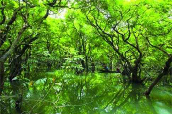 সুন্দরবনে সুন্দরী গাছ ও দু'টি ট্রলার জব্দ