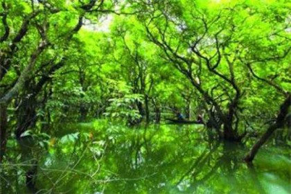 সুন্দরবনে সুন্দরী গাছ ও দু'টি ট্রলার জব্দ