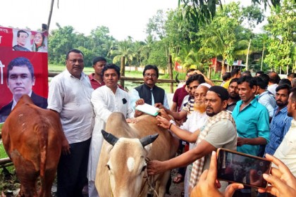 কুমিল্লায় কাঙ্গালী ভোজের জন্য ২০টি গরু বিতরণ


