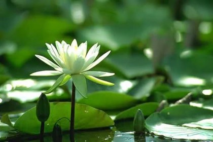 শাপলা ফুল