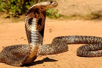 সাপের ভয়ে ঘুম নেই বন্যার্তদের