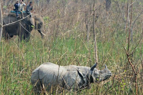 ভারতের কাছে 'গন্ডার' ফেরত চাইছে নেপাল