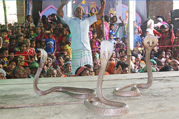 ঝিনাইদহে ঐতিহ্যবাহী ঝাপান খেলা অনুষ্ঠিত