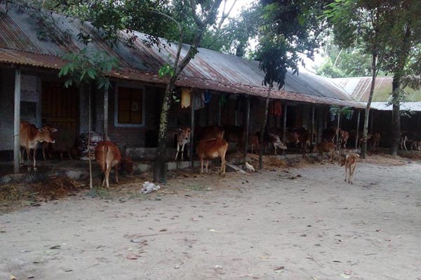 নীলফামারীতে বন্যায় ১০৬টি প্রাথমিক বিদ্যালয় ক্ষতিগ্রস্ত