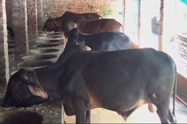 ঈদে সাতক্ষীরায় ৮ হাজারের বেশি খামারে ৫৩ হাজার পশু প্রস্তুত