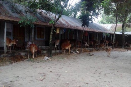 নীলফামারীতে বন্যায় ১০৬টি প্রাথমিক বিদ্যালয় ক্ষতিগ্রস্ত