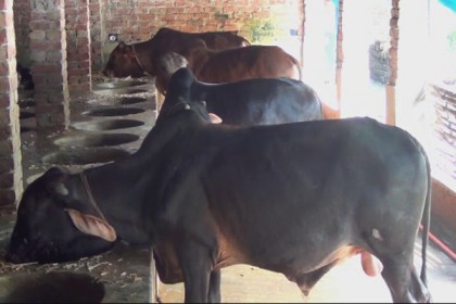 ঈদে সাতক্ষীরায় ৮ হাজারের বেশি খামারে ৫৩ হাজার পশু প্রস্তুত