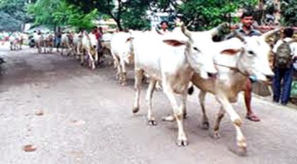 ভারতীয় গরু আমদানি বন্ধের দাবী মাংস ব্যবসায়ী সমিতির