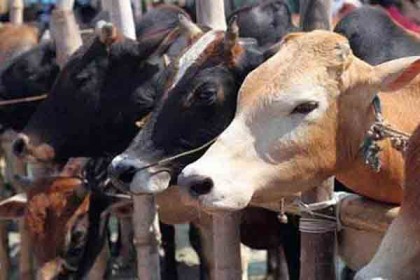 এবার গরুর উপর নিষ্ঠুরতার অভিযোগে বিজেপি নেতা গ্রেফতার!