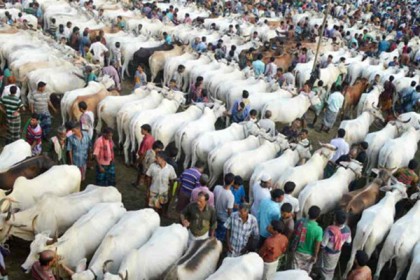 রাজধানীতে এবার ২২ পশুর হাট