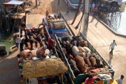 বগুড়ায় গরু ভর্তি ট্রাক লুট, আটক দুই