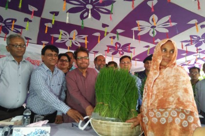 নীলফামারীতে বন্যায় ক্ষতিগ্রস্ত কৃষকদের মাঝে আমন ধানের চারা বিতরণ