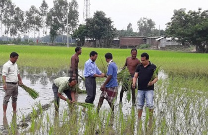 ঠাকুরগাঁওয়ের ডিসি যখন ধানের চারা রোপণে ব্যস্ত