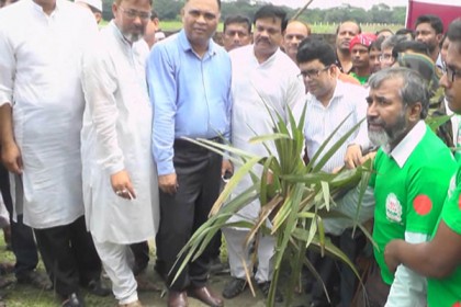 বজ্রপাতে প্রাণহানি কমাতে বরিশালে তাল গাছের চারা রোপন