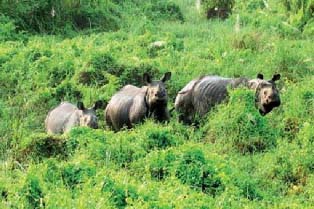 যৌন নির্যাতনে গণ্ডারের মৃত্যু!