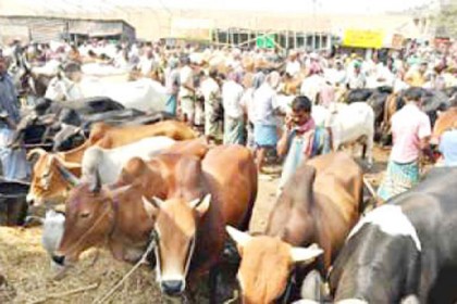 বাগেরহাটে কোরবানির জন্য প্রস্তুত ৫০ হাজার পশু