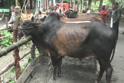 বরিশালে জমে উঠেনি কোরবানির পশুরহাট