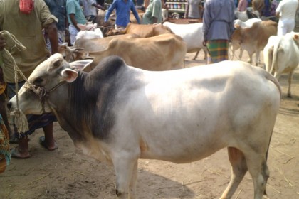 দিনাজপুরে এখনো জমে উঠেনি পশু বেচাকেনা