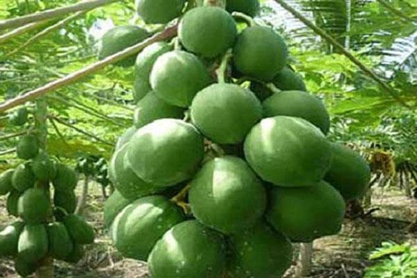 কাঁচা পেঁপের পুষ্টিগুণ