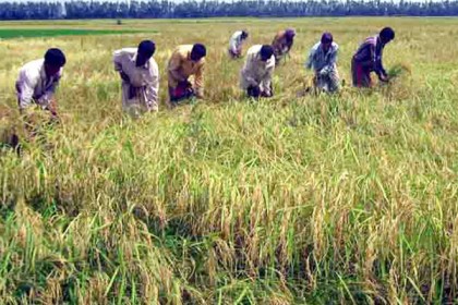 বগুড়ায় আউশ ধান কাটার ধুম