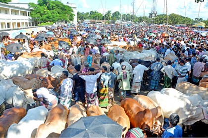 বগুড়ায় পশুর হাটে বেচাকেনা জমে উঠেছে